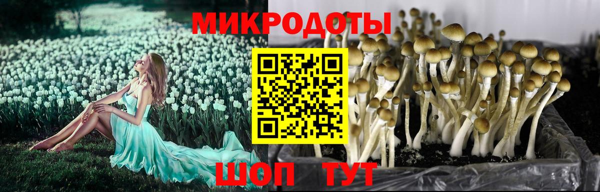 Псилоцибиновые грибы Psilocybe  что такое наркотик  Зеленодольск  Вход с VPN 